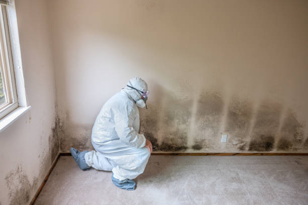 Environmental Consulting for Mold Prevention in East Providence, RI